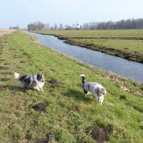 Hondenfoto van Lizzie en Sterre