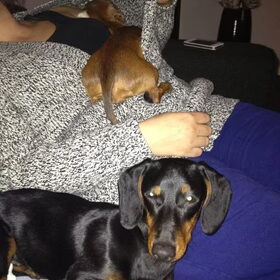 Hondenfoto van Daisy, Diva & Lady