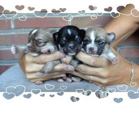 onze pupkes 2 weken oud