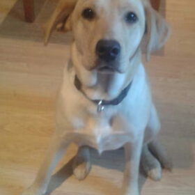 shiela (L)