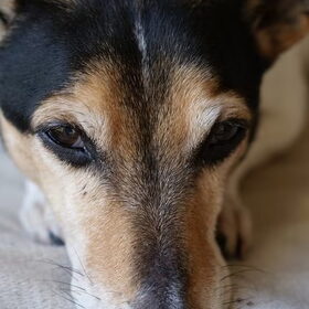 Hondenfoto van Tom -  (Speedy & Jacky†) - Milo & Ozzy. 