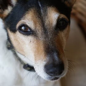 Hondenfoto van Tom -  (Speedy & Jacky†) - Milo & Ozzy. 