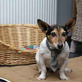 Hondenfoto van Tom -  (Speedy & Jacky†) - Milo & Ozzy. 