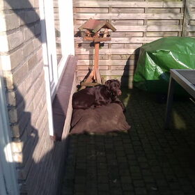 Hondenfoto van Kim, Roef, Casper+