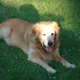 Tosca, mijn lieve schat die ik nooit zal vergeten!