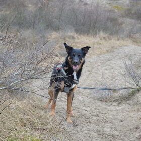 Hondenfoto van jacqueline en baco