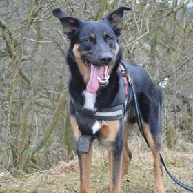 Hondenfoto van jacqueline en baco