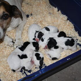 Snuffel en haar 8 pups.. De schatjes waren nog maar een halve…