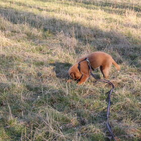 Lekker snuffelen in het veld! Figo is hier "los" (er sleept nog…