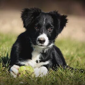Nog als puppy