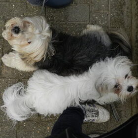 Mijn 2 ventjes in Yin Yang positie :-D