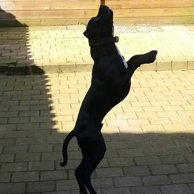 Danger met zijn rode bal.(Jump)