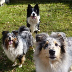 Hondenfoto van Puck & Fenrir 