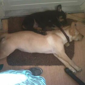 wat een verschil.toen was django al 1 week bij ons