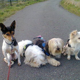 Dempsey en Taiko samen met Romi en hun wandelmaatje René