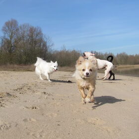 Hondenfoto van Amigo en K.C.