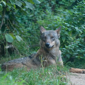 Iberische Wolf Voor meer foto's van het Gaiapark…