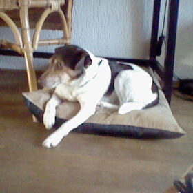 hier hoort floris wat hij is erg oplettnd behalve met balletjes…