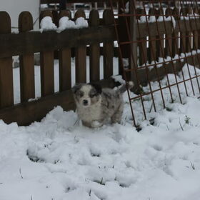 Roper in de sneeuw