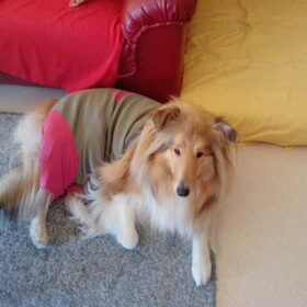 Alice gesteriliseerd.