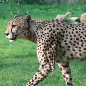 Cheeta. Het Gaiapark in Kerkrade