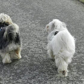 Wandelen op de dijk