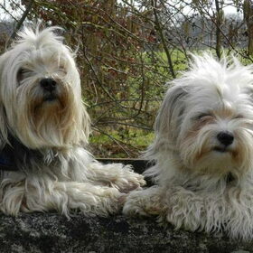 Hondenfoto van Melissa, Dempsey, Taiko, Minos & *Nina*
