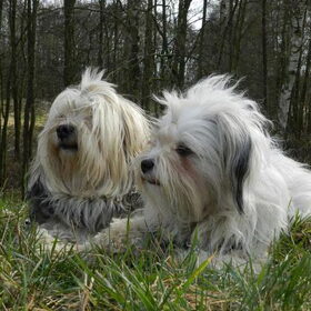 Hondenfoto van Melissa, Dempsey, Taiko, Minos & *Nina*