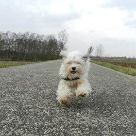 Hondenfoto van Melissa, Dempsey, Taiko, Minos & *Nina*