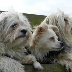 Hondenfoto van Melissa, Dempsey, Taiko, Minos & *Nina*