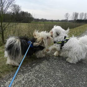 Hondenfoto van Melissa, Dempsey, Taiko, Minos & *Nina*