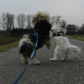 Hondenfoto van Melissa, Dempsey, Taiko, Minos & *Nina*