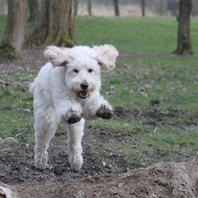 Hondenfoto van Dewi & de doodles