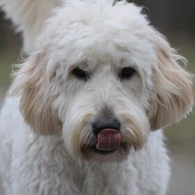 Hondenfoto van Dewi & de doodles