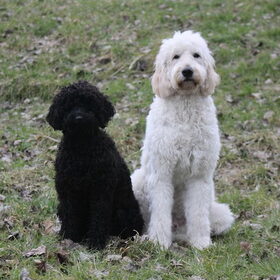 Hondenfoto van Dewi & de doodles