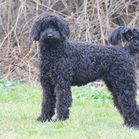 Hondenfoto van Dewi & de doodles