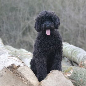 Hondenfoto van Dewi & de doodles