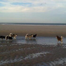 de wandelgroep hihi Laika en Shadow van Remco, Aika en Mowgli…