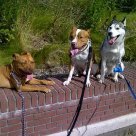 Hondenfoto van Snowie & Bella 