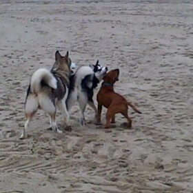 Hondenfoto van Snowie & Bella 
