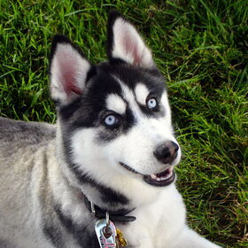 siberische husky