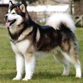 alaka malamute