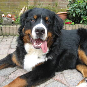 Hondenfoto van henny 