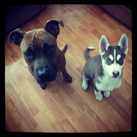 Hondenfoto van jackiie nova&bailey