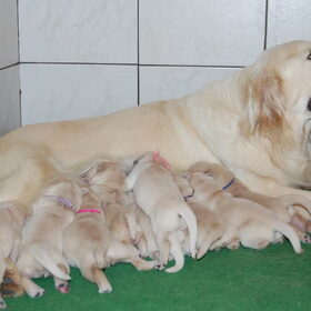 Moeder Kelly, Max (rechts met blauw band) en 2 broers en 7 zusjes