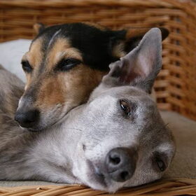 Hondenfoto van Tom -  (Speedy & Jacky†) - Milo & Ozzy. 