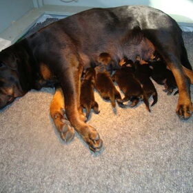 Hier zijn onze puppies