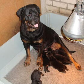 Nog een foto van de puppies