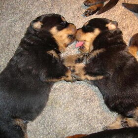 Twee pups samen