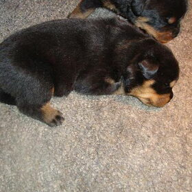 Pup alleen